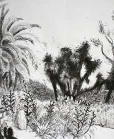 Yucca Landscape